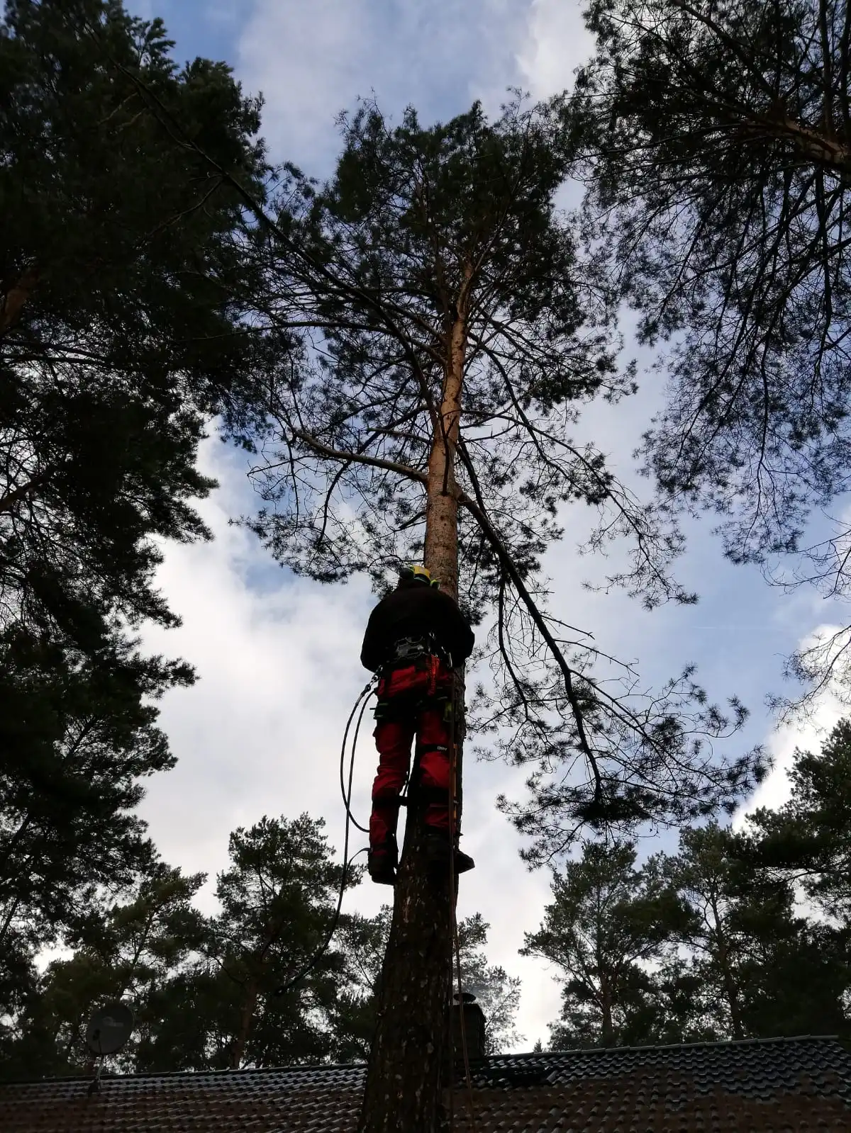 Baumfällung in Brandenburg bei Petra F.